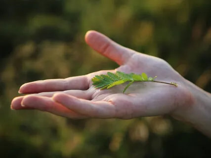 The First Factor Of Awakening: Mindfulness