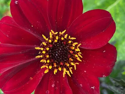 The First Noble Truth