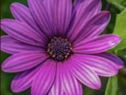 The First Precept: Meditation In A Precept-Led Life