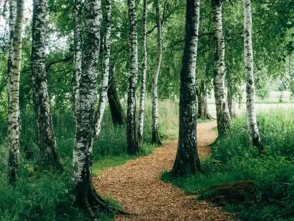 The Five Kleśas — Sources Of Inner Disturbance