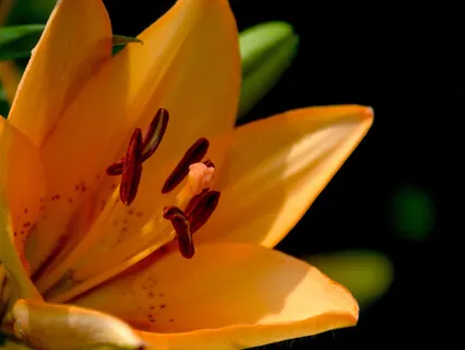 The Five Principles Of Reiki