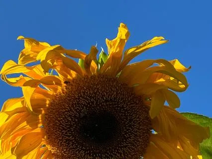 The Five Remembrances: A Guide For Uncertain Times