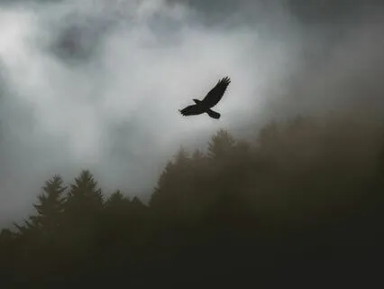 The Flight Of The Garuda