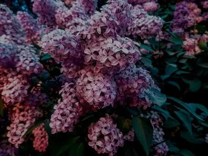 The Floating Garden Village: A Sleepy Journey