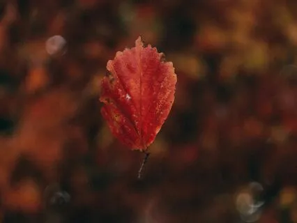 The Floating Leaf: Meditation & Art Prompt For Children