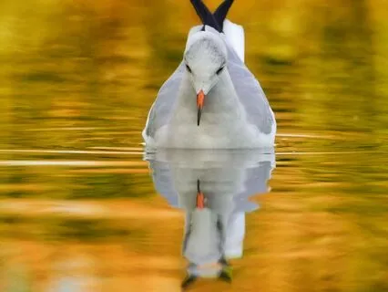 The Flow: Mindful Soundscape For Study & Work