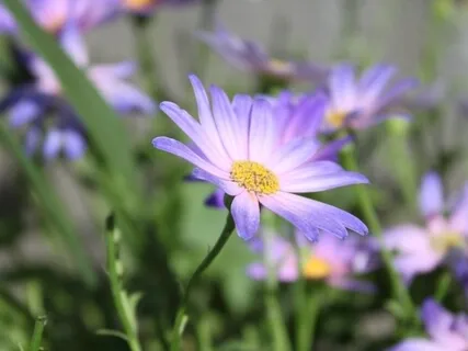 The Flower In The Meadow