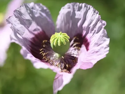 The Flower Of Your Heart - Piano And Violin Fantasy
