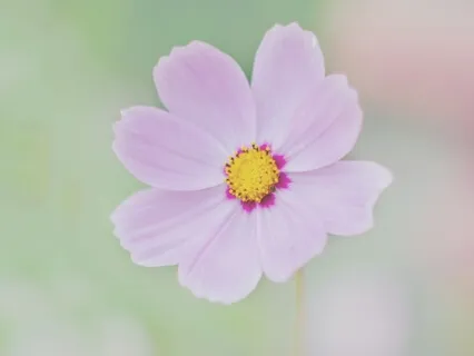 The Focused Breath - Morning Mindfulness