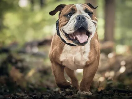 Journeying Into The Tarot: The Fool