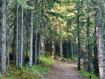 The Forest - A Meditation For Creative Decision-Making