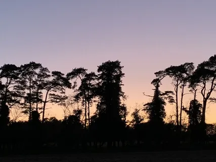 The Forest - A Three-Part Piano-Led Contemporary Classical Piece