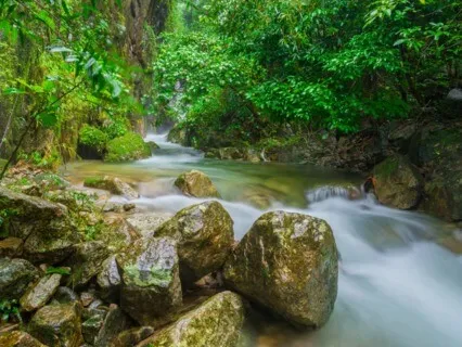 The Forest And The Stream: Guided Adventure 