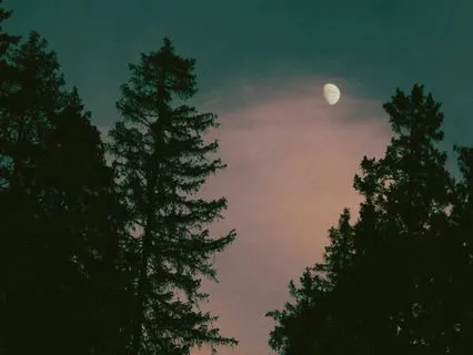 The Forest At Night: Soft Spoken Drift Into Sleep