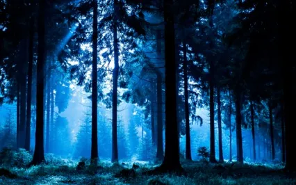 The Forest Healer  Meditation with Desi Ivanova