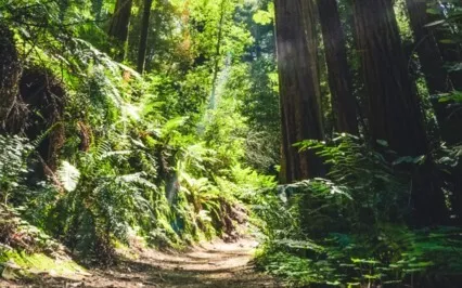 The Forest In Summer 