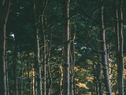 The Forest Is Alive: Morning Wake Up