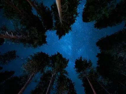 The Forest Nightmakers Market: Story For Sleep