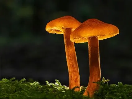 The Forest Of Dreams: Deep Sleep Nidra (40 Mins)