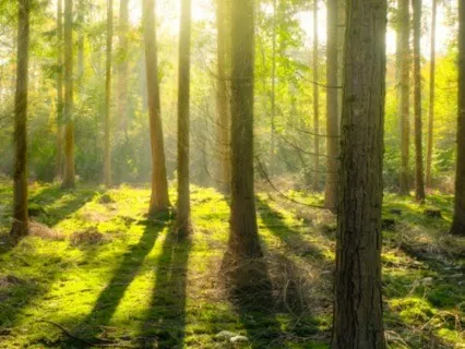 The Forest Of Elements