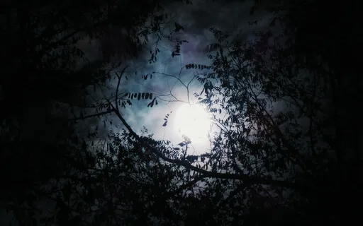 The Forest Of Twisted Trees | Sleep Story & Meditation