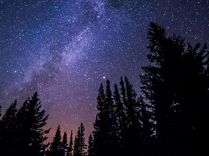 The Forest Path To Deep And Peaceful Sleep