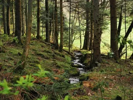 The Forest River – Nature Sounds For Sleep