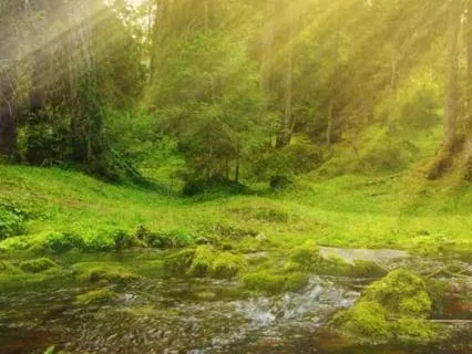 The Forest Stream: A Journey Toward Wholeness