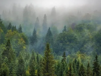 The Forest - Symbolic Investigation - Active Imagination