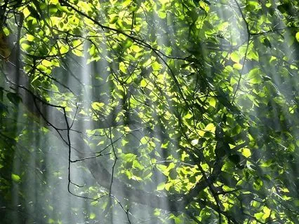 The Forest Visualization