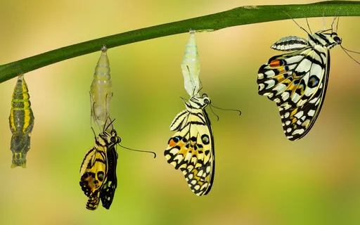 The Formula To Transformation