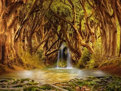 The Forest Of Abundance