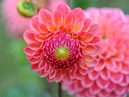 Creating The Foundation For An Open Heart