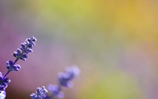 The Four Dimensions Of Surrender