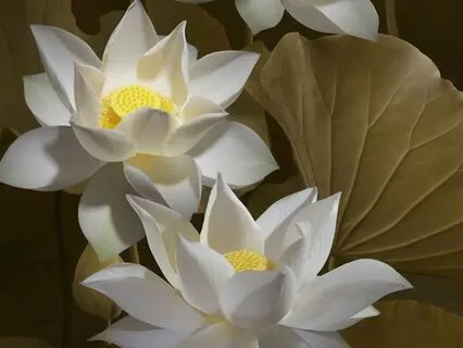 The Four Frames Of Reference Part 1- The Body