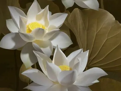 The Four Frames Of Reference Part 4- Mental Qualities