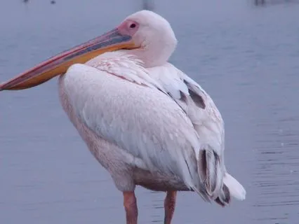 The Four States Of Being