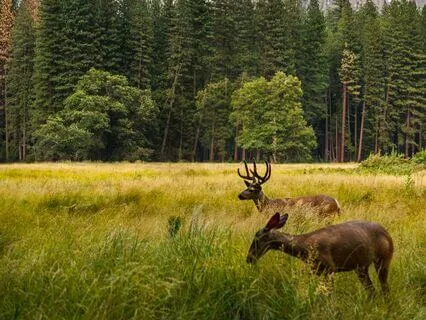 The Freedom Of Stewardship