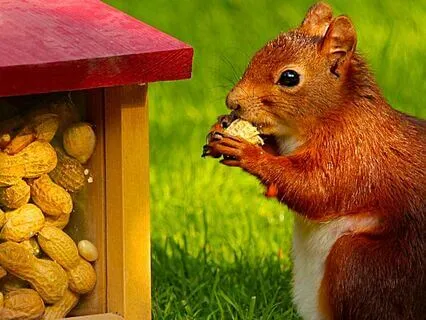 The Friendly Squirrel (Bedtime)