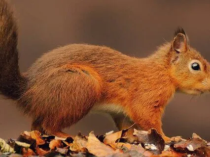 The Friendly Squirrel