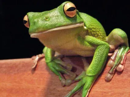 The Frog King Or Iron Henry - A Fairy Tale