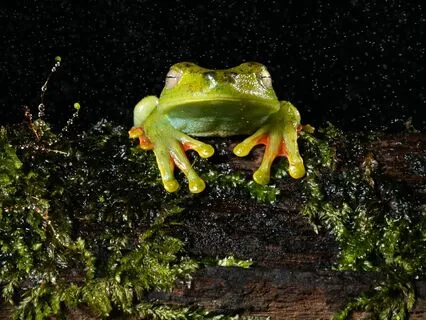 The Frog Prince