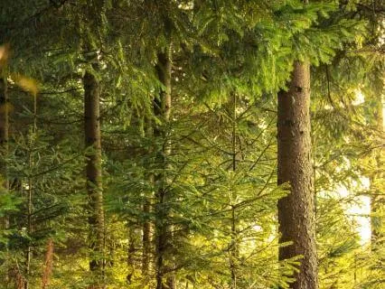 The Game Of Allowance: A Gentle Path Through Pain