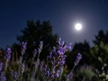The Garden For Deep Sleep