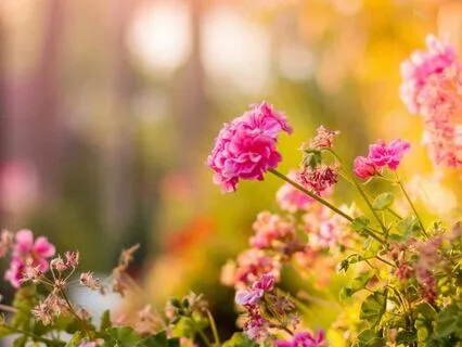 Gratitude Practice: Open Your Heart | 7-Min