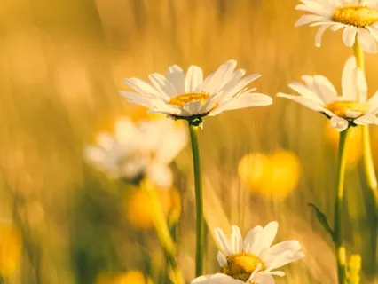 The Garden Of Joy