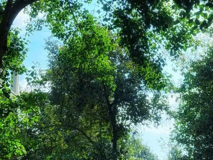 The Garden Of King (Baroque  Orchestra)