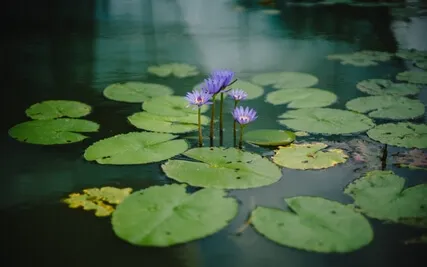 The Garden Of My Higher Self