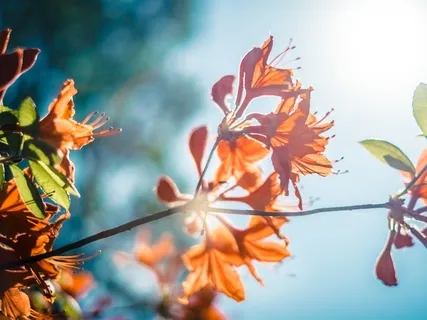 The Garden Of The Sun