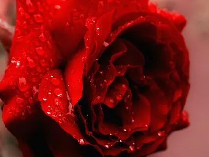 The Garden Of Your Spirit